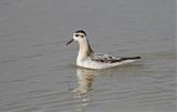 Red Phalarope